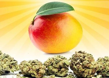mango-weed