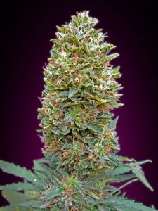 autobubblegum